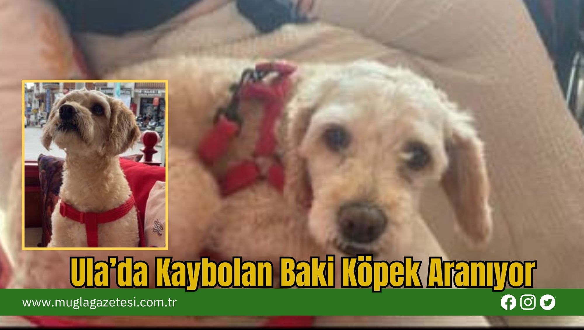 Ula’da Kaybolan Baki Köpek Aranıyor