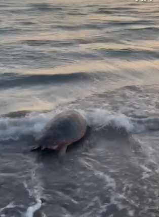 Boynuna Olta İğnesi Saplanan 