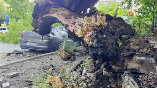 150 Yıllık Ağaç Devrildi, 3 Araca Hasar Verdi