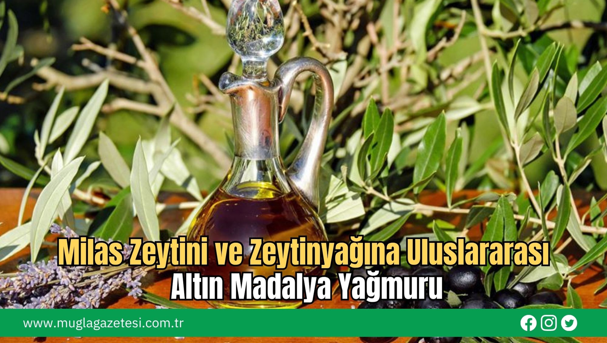 Milas Zeytini ve Zeytinyağına Uluslararası Altın Madalya Yağmuru