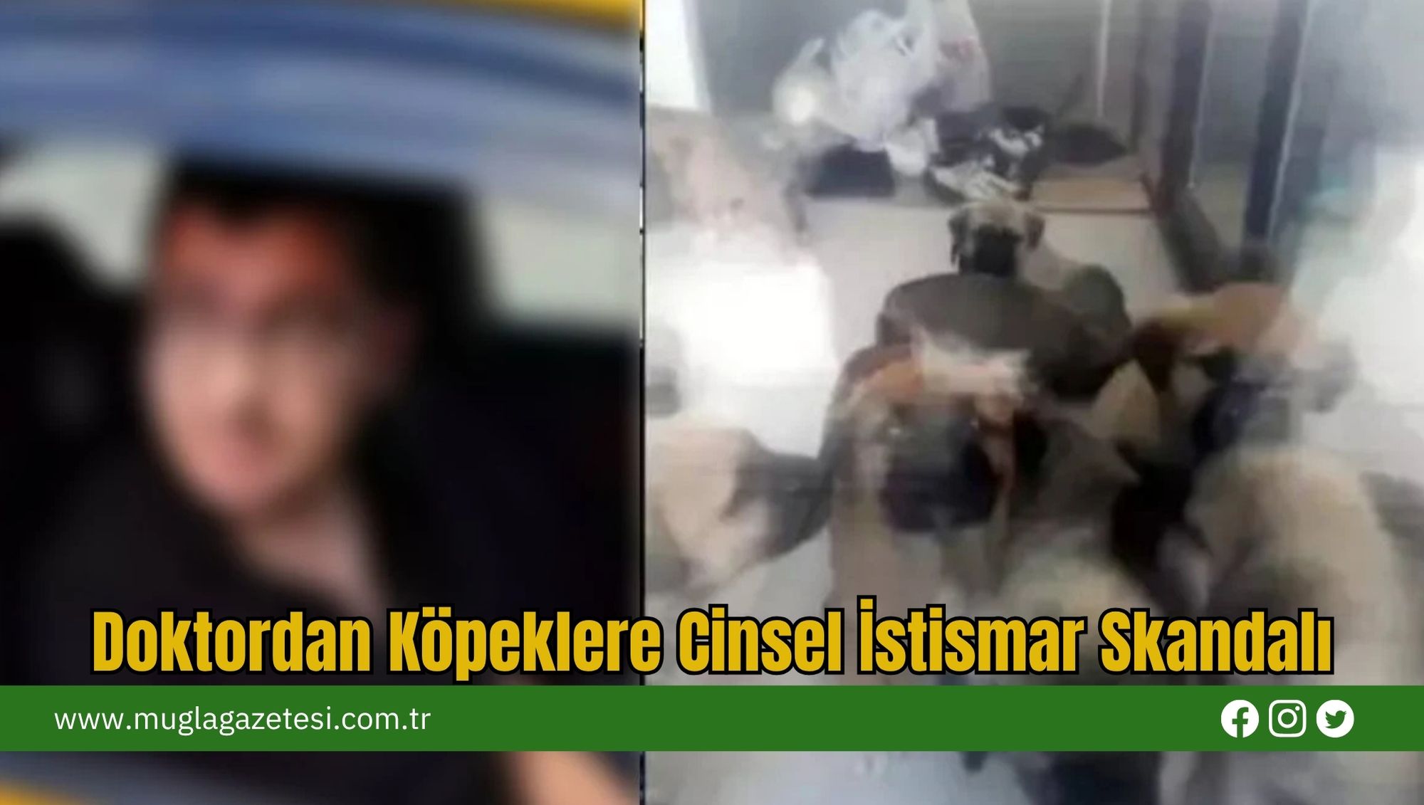 Doktordan Köpeklere Cinsel İstismar Skandalı
