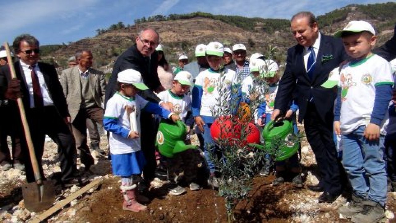 Zeytinköy’e 64 bin adaçayı fidanı