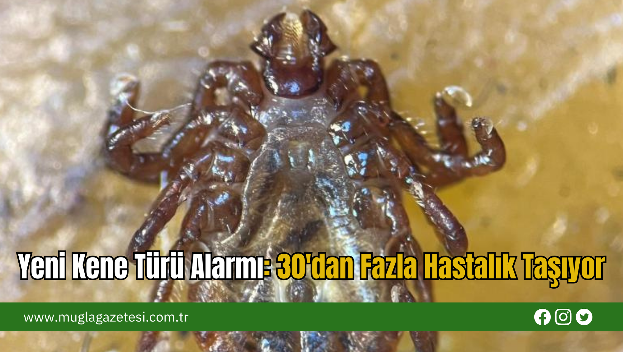 Yeni Kene Türü Alarmı: 30'dan Fazla Hastalık Taşıyor