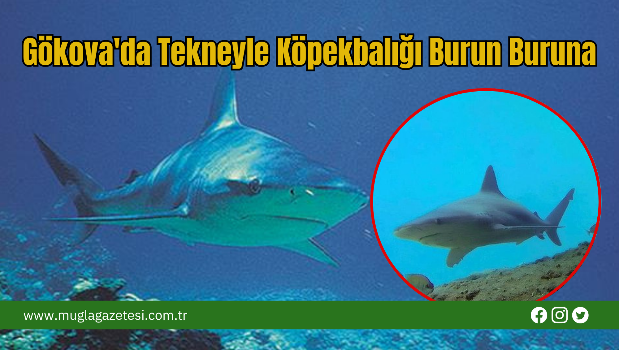 Gökova'da Tekneyle Köpekbalığı Burun Buruna
