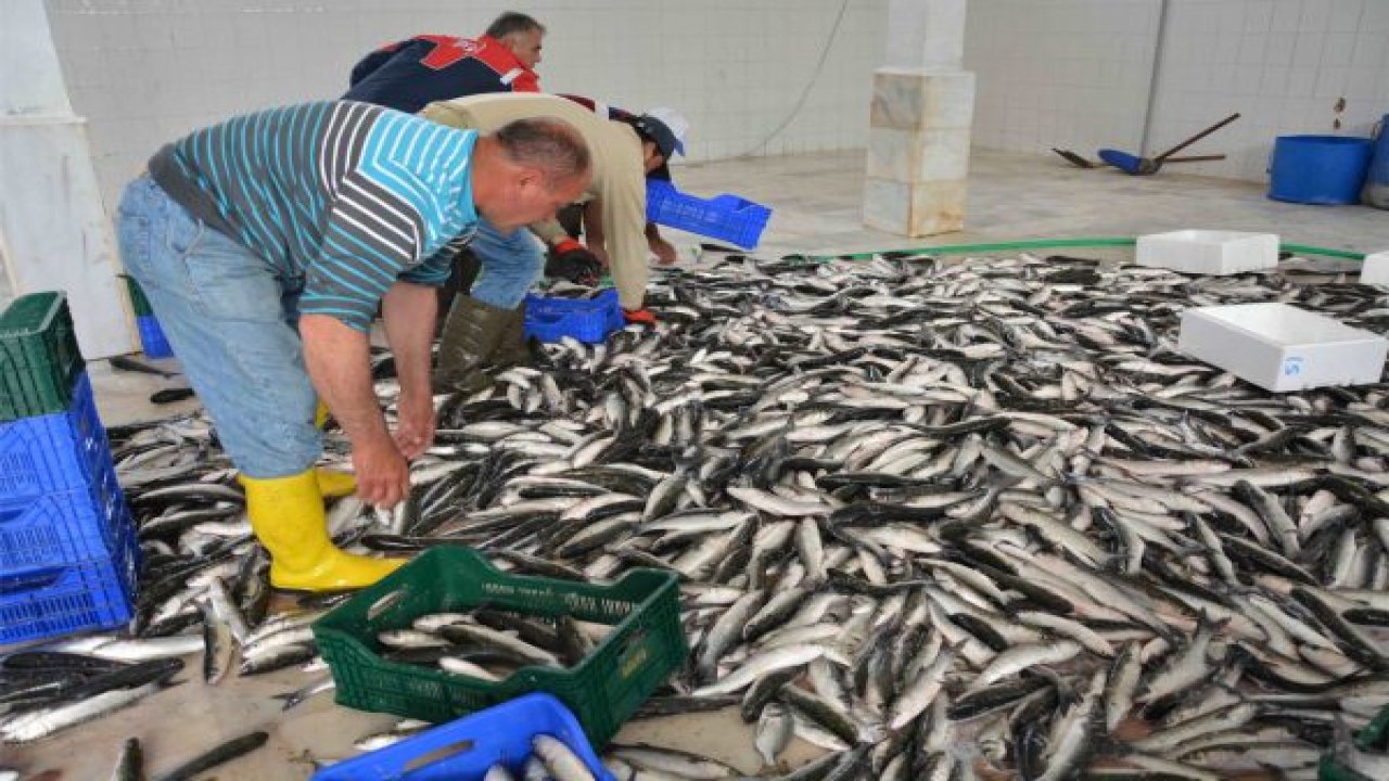 Amacımız  ülke insanına ucuz balık yedirmek