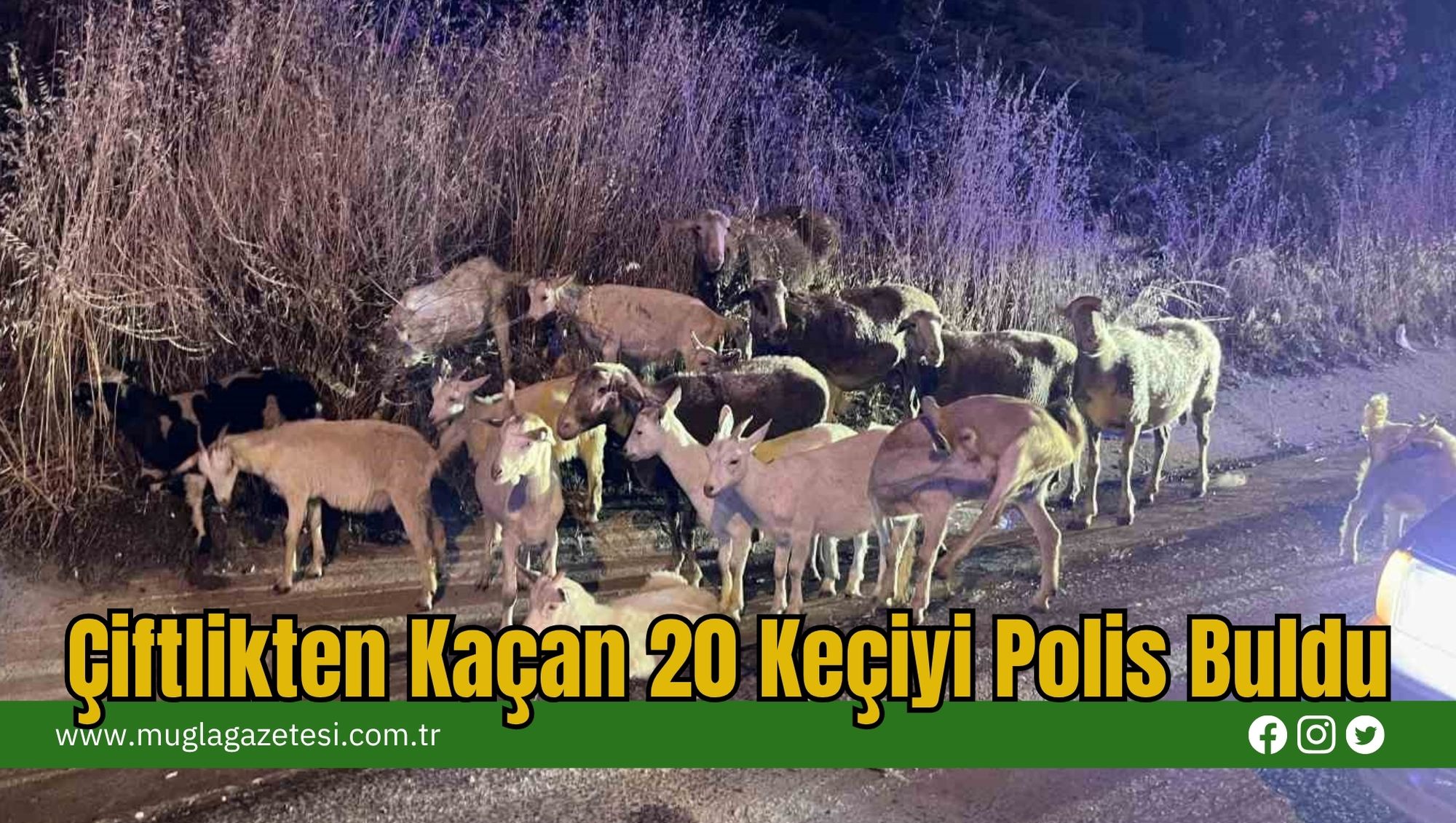 Çiftlikten Kaçan 20 Keçiyi Polis Buldu