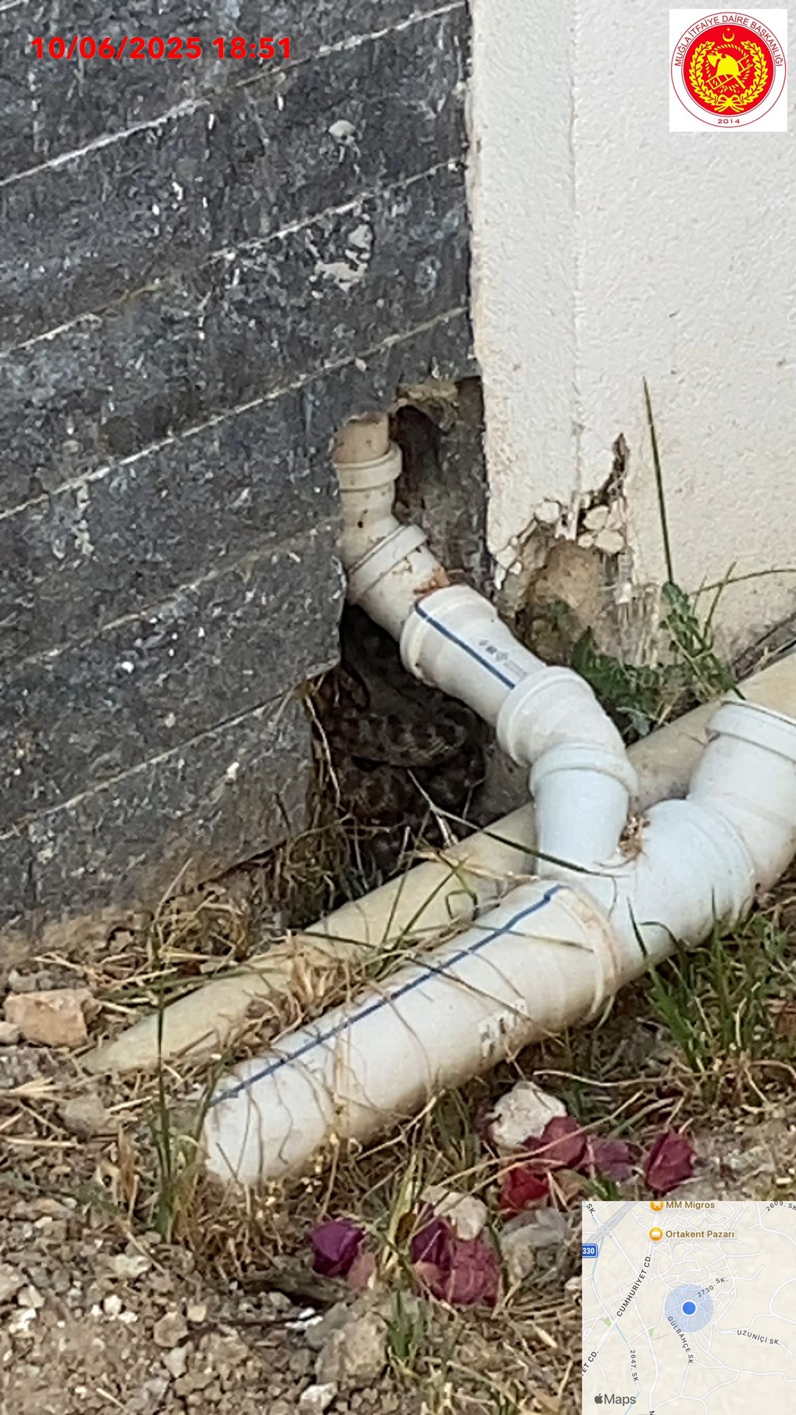 Bodrum’da Ev Duvarında Yılan Paniği