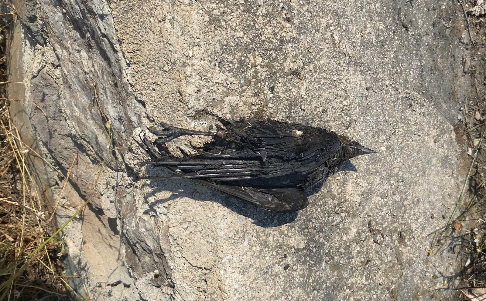 Bodrum’daki Yangının Nedeni Belli Oldu: Sebebi Karga Çarpması