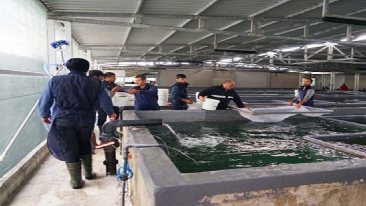 100 ton canlı balık, Umman’a uçtu