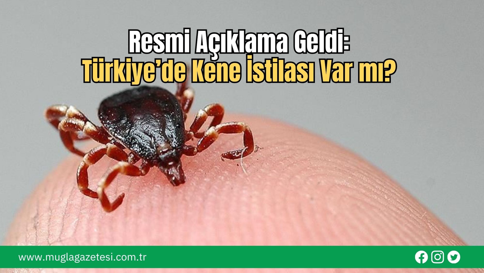 Resmi Açıklama Geldi: Türkiye’de Kene İstilası Var mı?