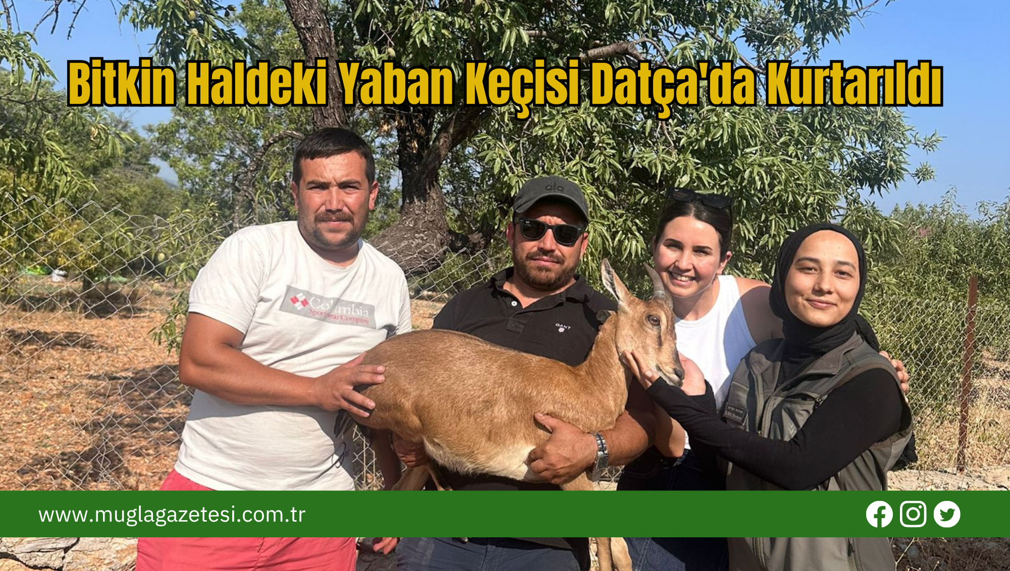 Bitkin Haldeki Yaban Keçisi Datça'da Kurtarıldı