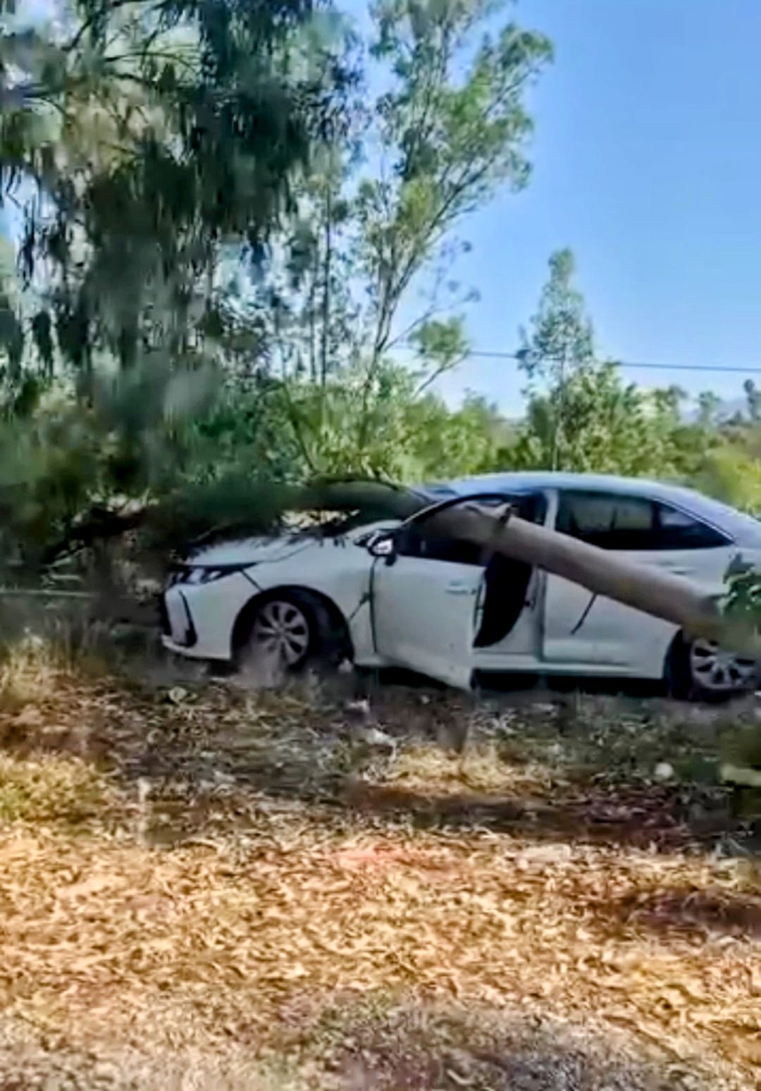 Muğla'da Radar Aracının Üzerine Okaliptüs Ağacı Devrildi