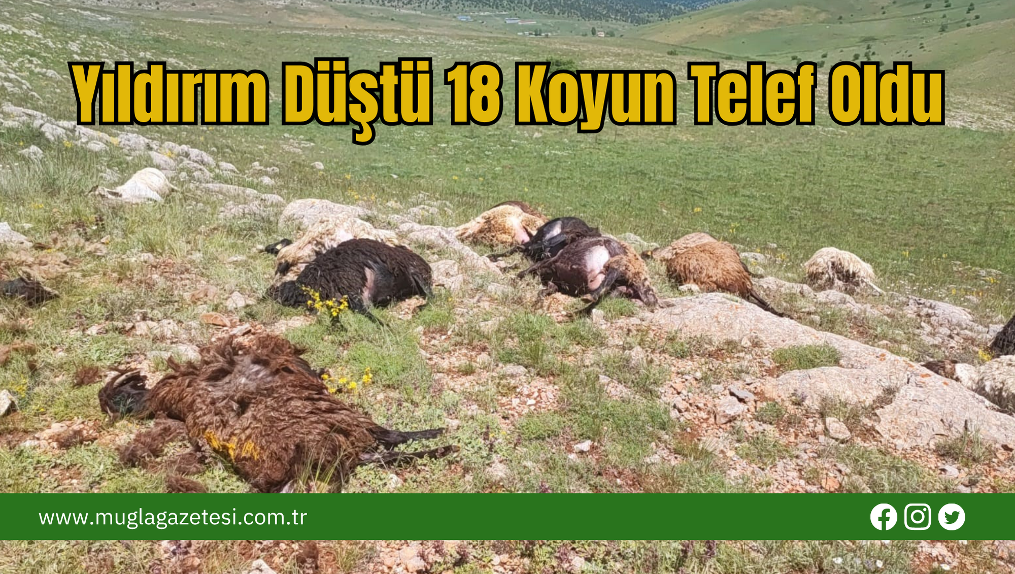 Yıldırım Düştü 18 Koyun Telef Oldu