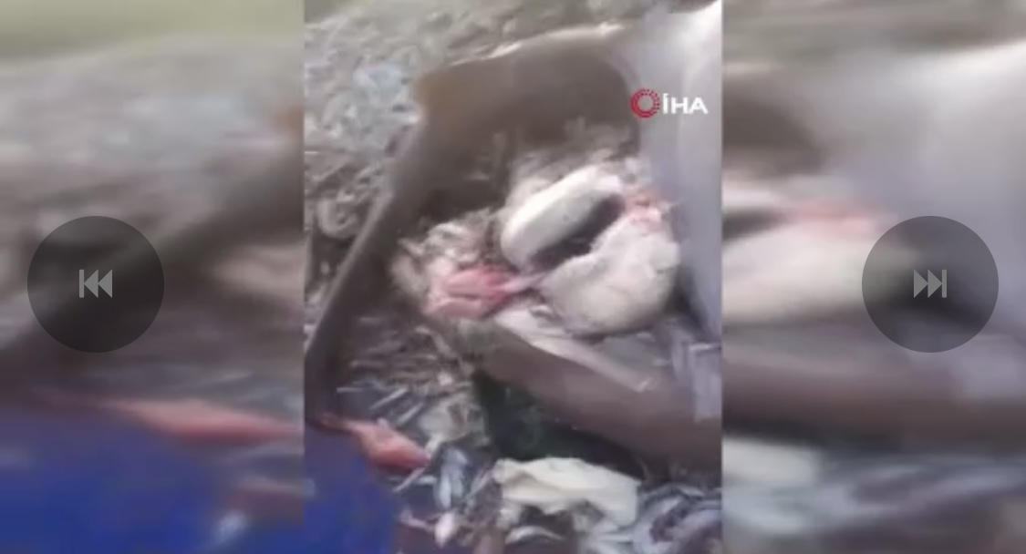 8 Köpek Balığı Ağlara Takıldı