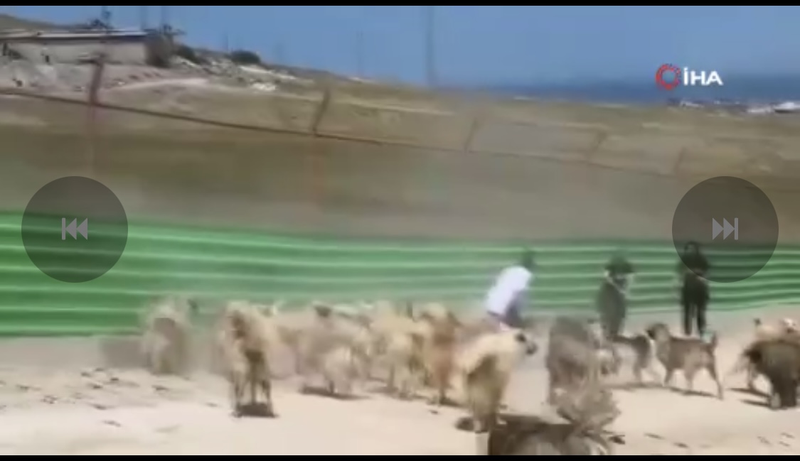 Hayvan Barınağında Köpekler Birbirine Saldırdı:Belediye Sessizliğini Bozmadı