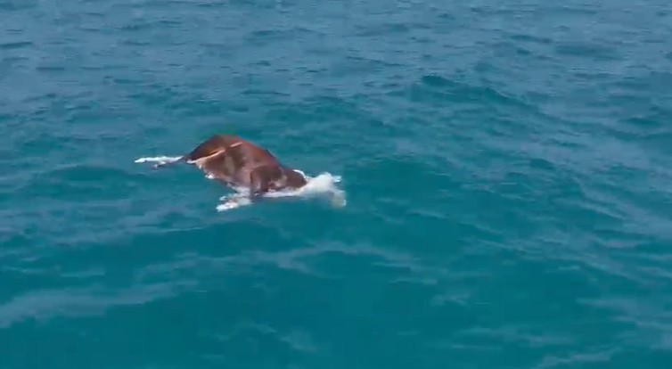 Denizde Ölü İnek Bulundu