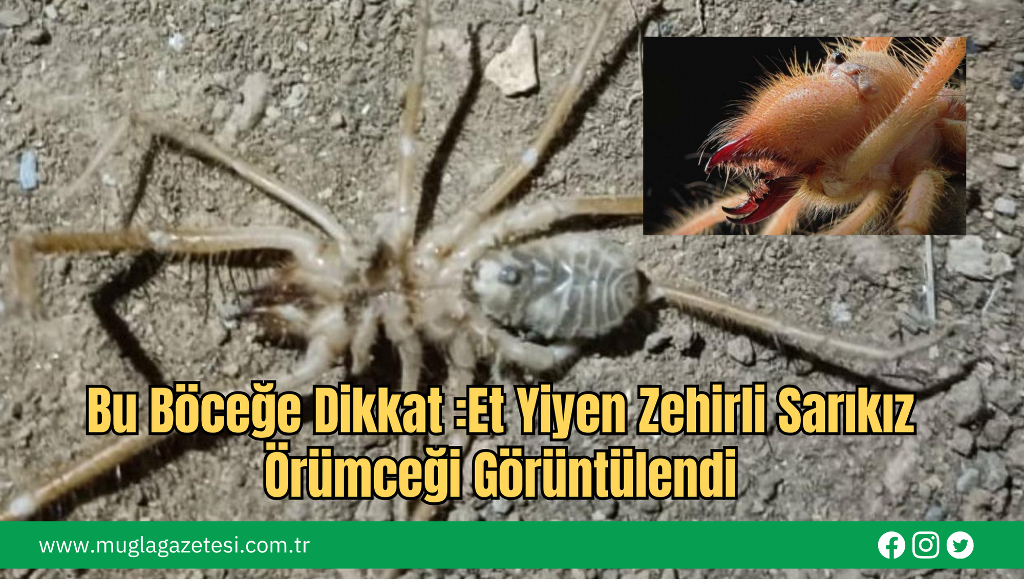 Bu Böceğe Dikkat :Et Yiyen Zehirli Sarıkız Örümceği Görüntülendi