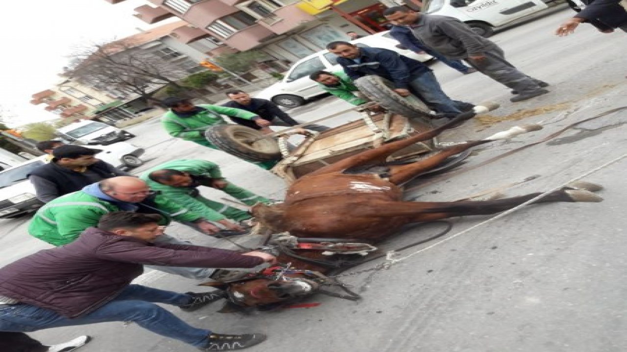 Atın özgürlük mücadelesi böyle bitti