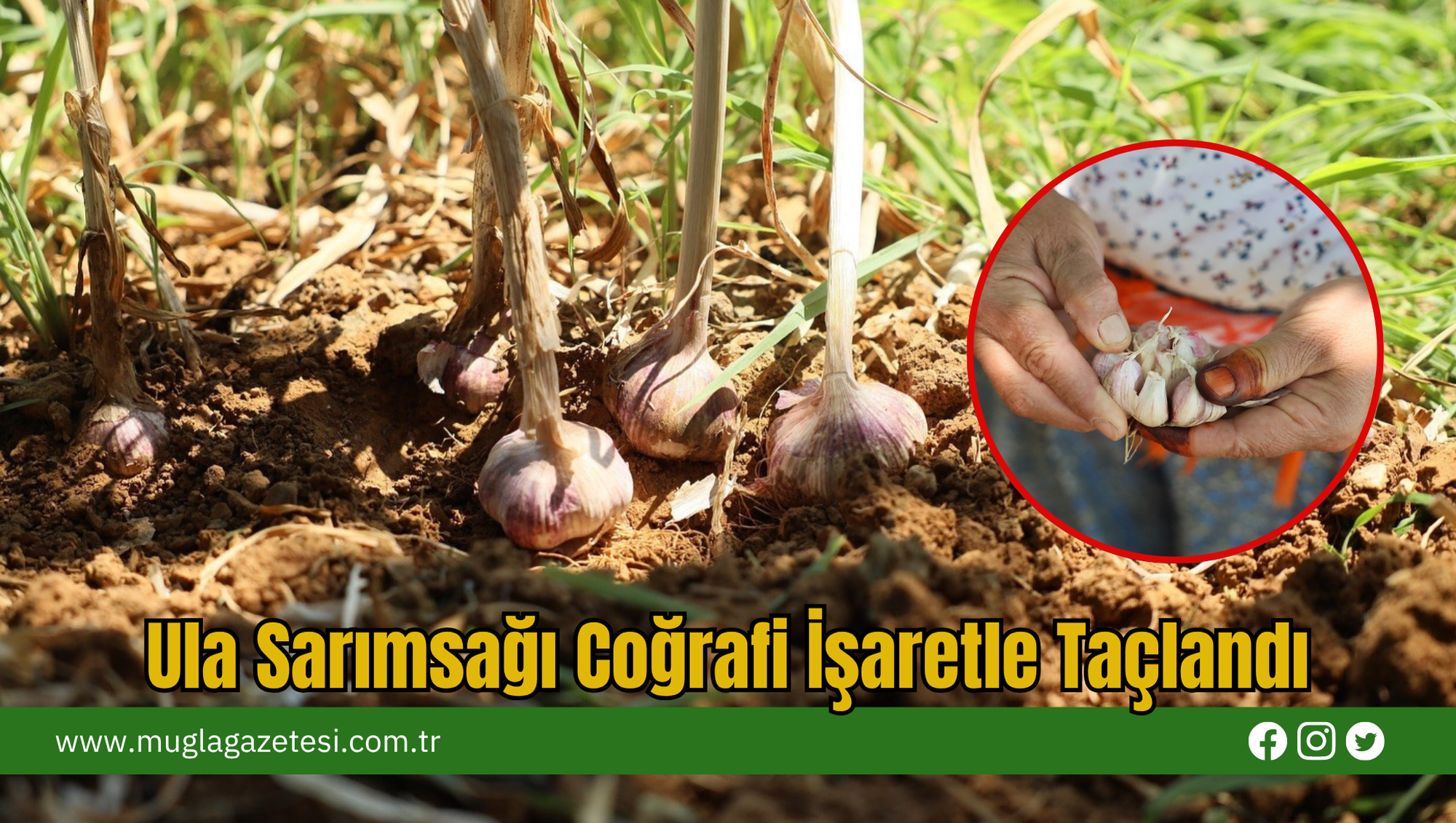 Ula Sarımsağı Coğrafi İşaretle Taçlandı