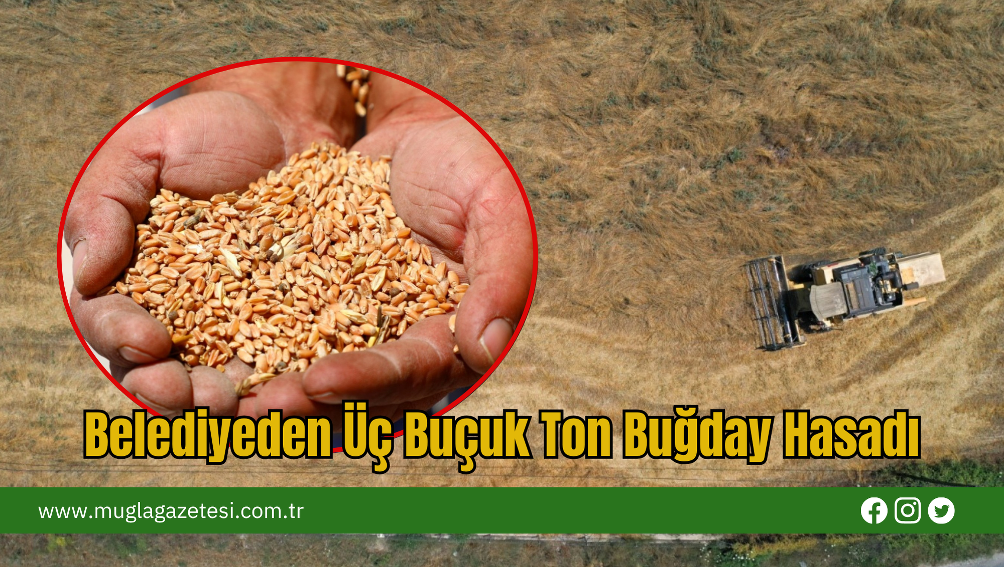 Belediyeden Üç Buçuk Ton Buğday Hasadı