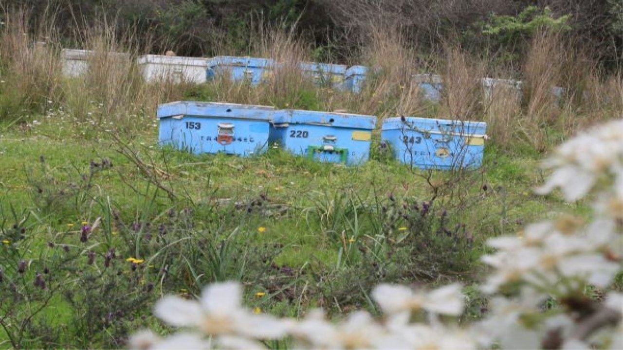 Milas’ta kovan hırsızlığı