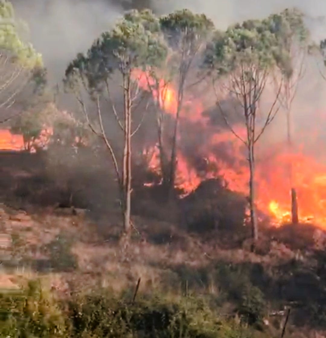 Aydın'da Orman Yangını
