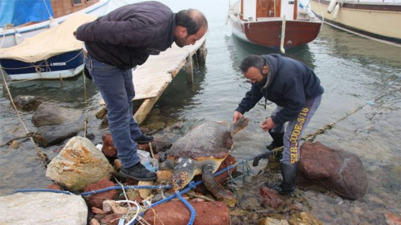 Deniz kaplumbağası sahile vurdu
