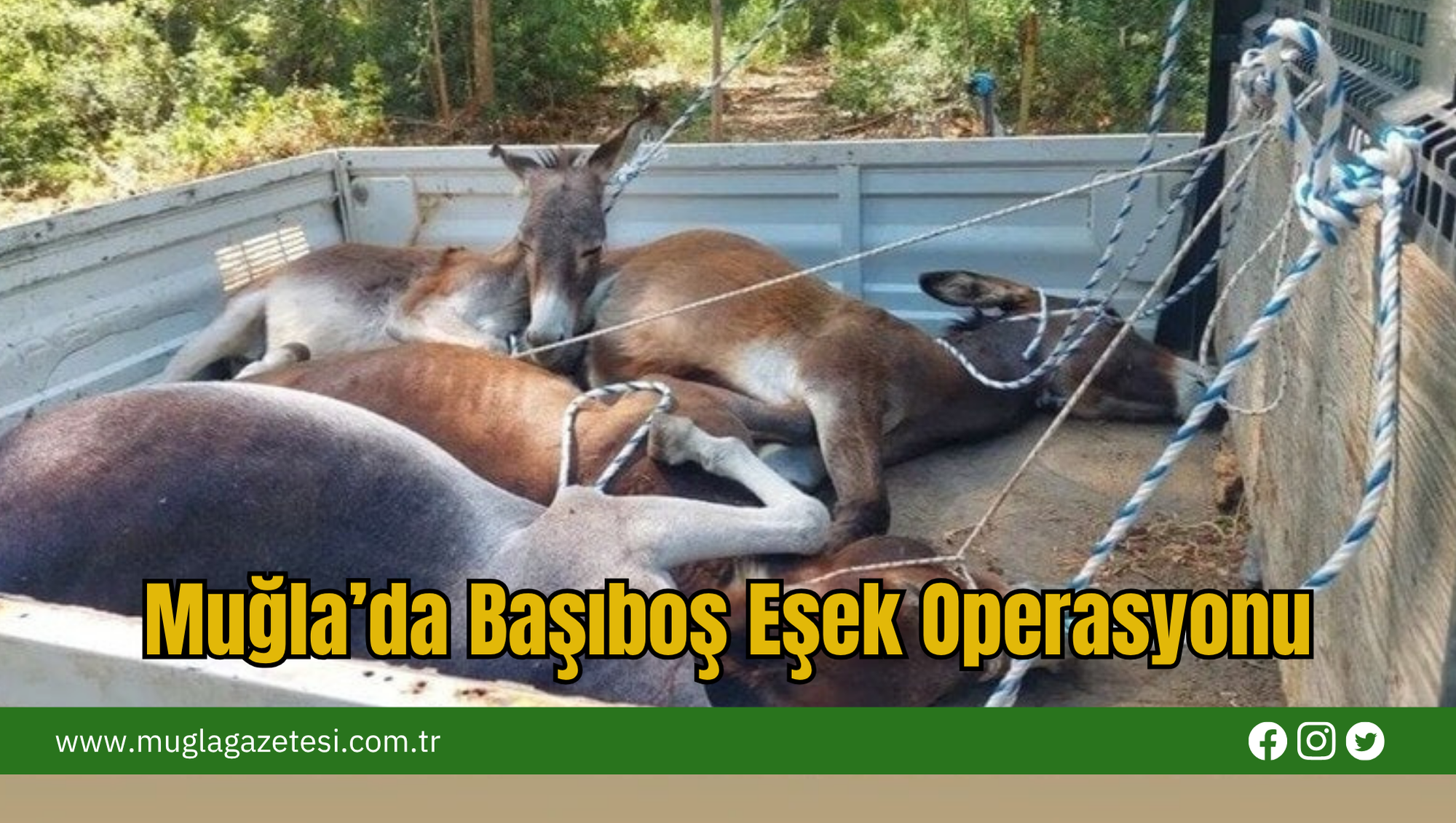 Muğla’da Başıboş Eşek Operasyonu