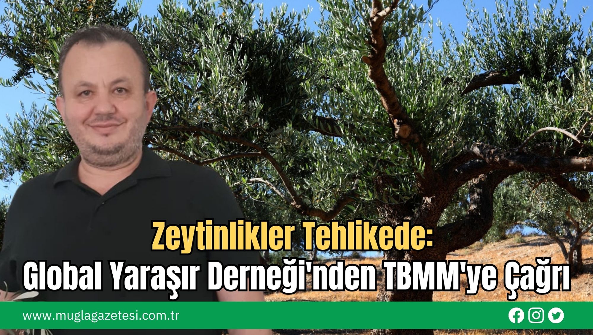 Zeytinlikler Tehlikede: Global Yaraşır Derneği'nden TBMM'ye Çağrı