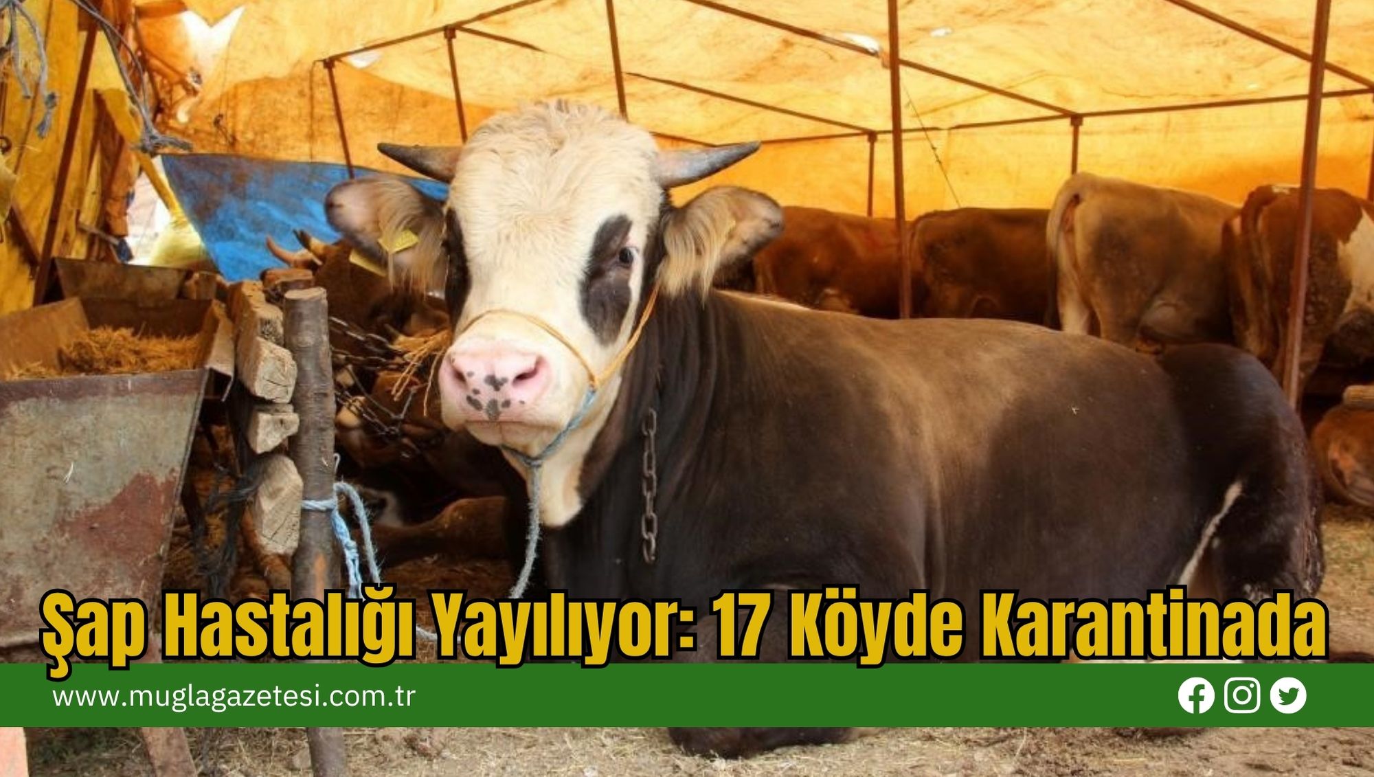 Şap Hastalığı Yayılıyor: 17 Köyde Karantinada
