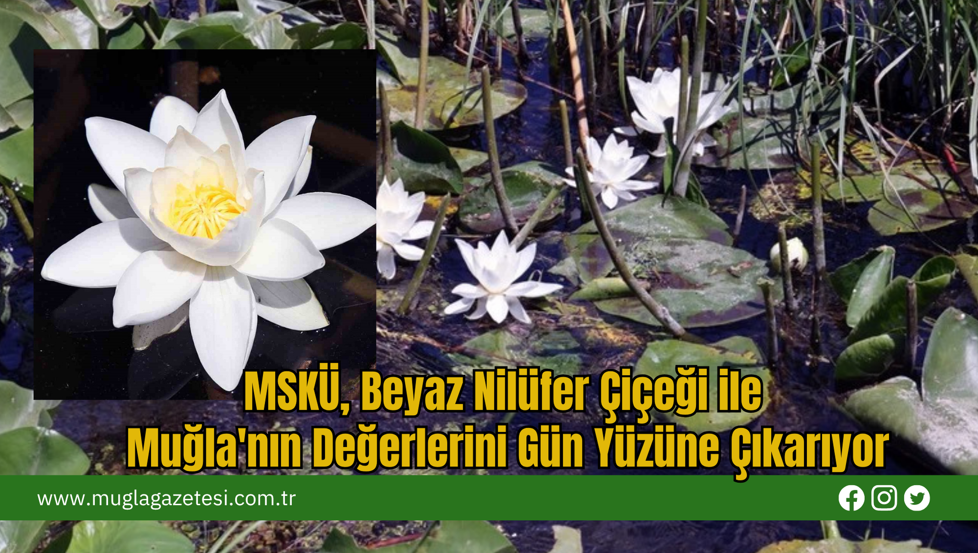 MSKÜ, Beyaz Nilüfer Çiçeği ile Muğla'nın Değerlerini Gün Yüzüne Çıkarıyor