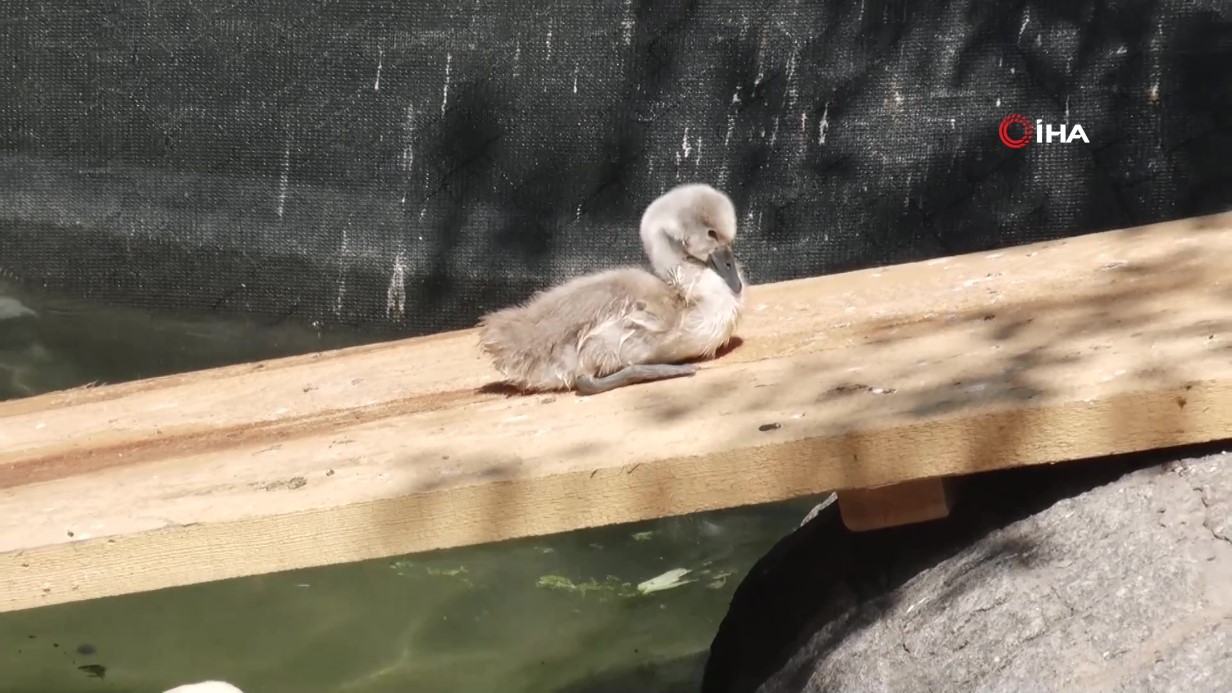 15 Yıl Sonra Bir İlk: Ziyaretçiler Tanık Oldukları Doğumu Sevinçle Karşıladı