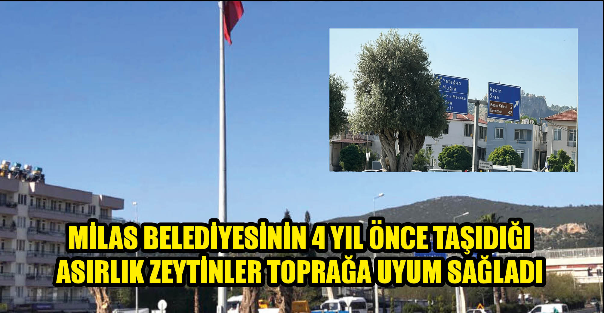 Milas Belediyesinin 4 yıl Önce Taşıdığı Asırlık Zeytinler Toprağa Uyum Sağladı