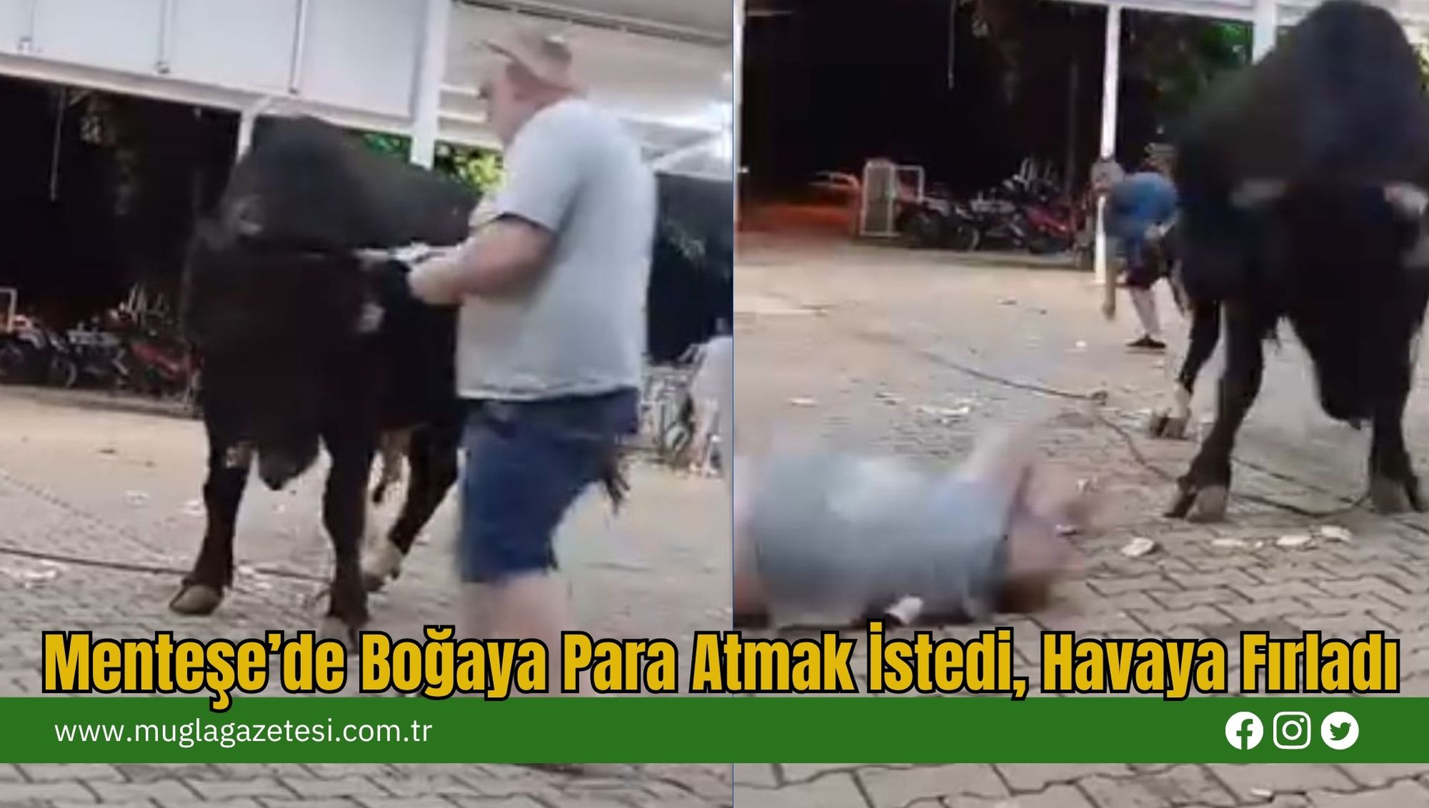 Menteşe’de Boğaya Para Atmak İstedi, Havaya Fırladı