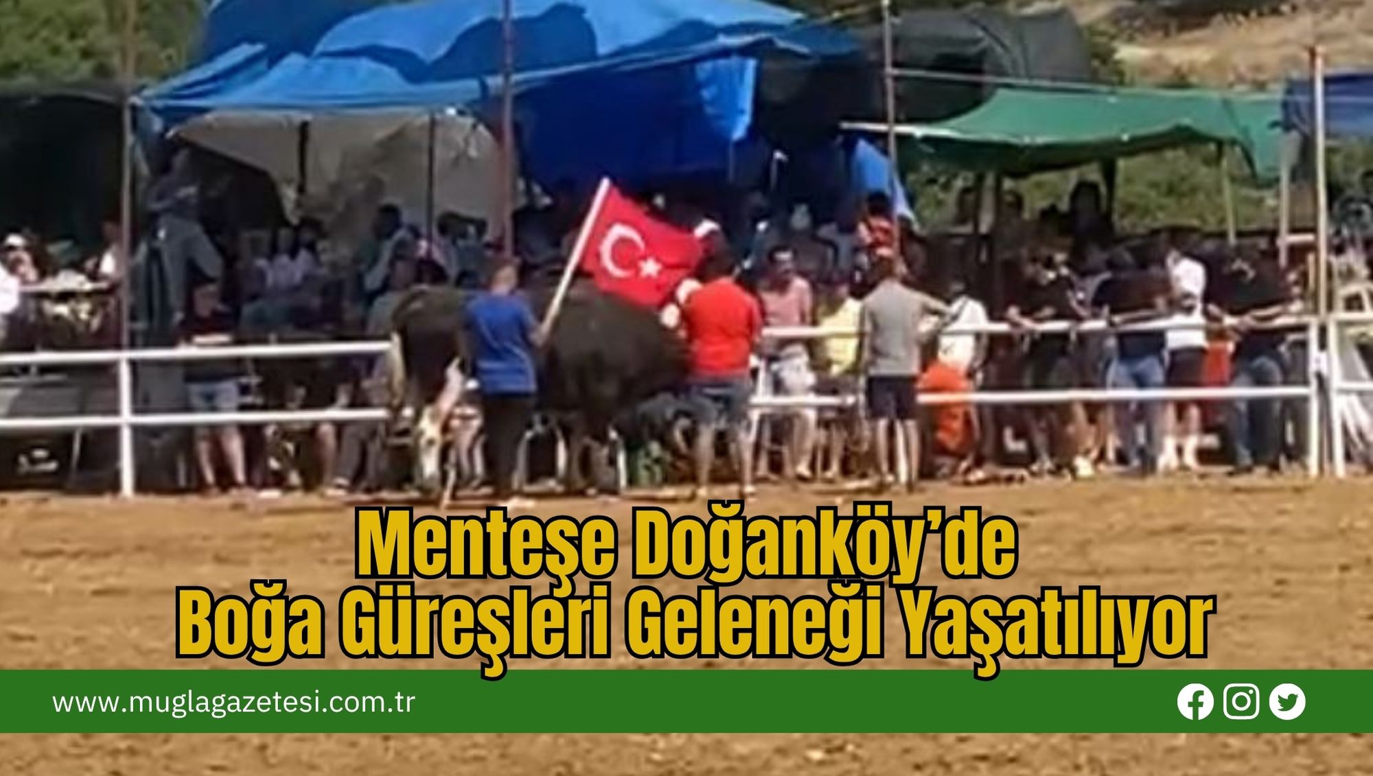 Menteşe Doğanköy’de Boğa Güreşleri Geleneği Yaşatılıyor