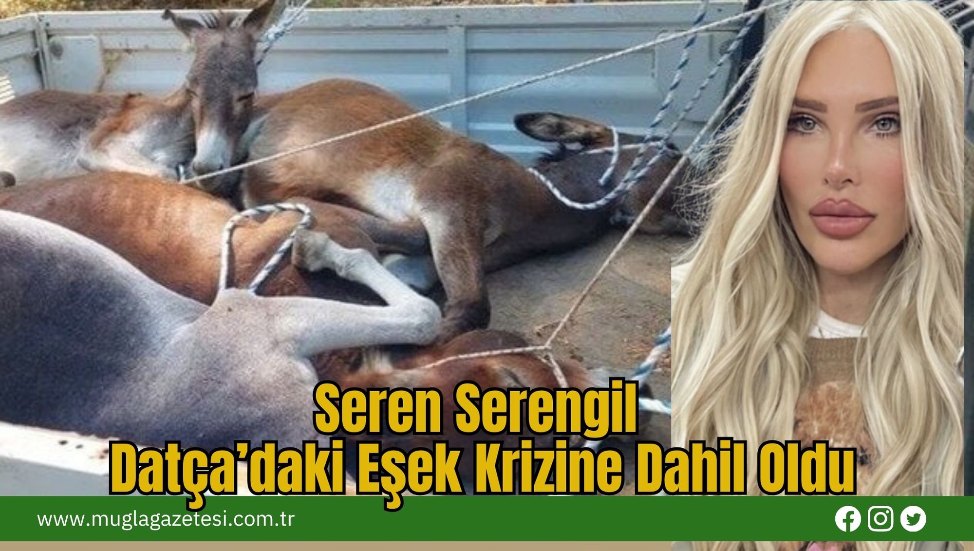 Seren Serengil Datça’daki Eşek Krizine Dahil Oldu