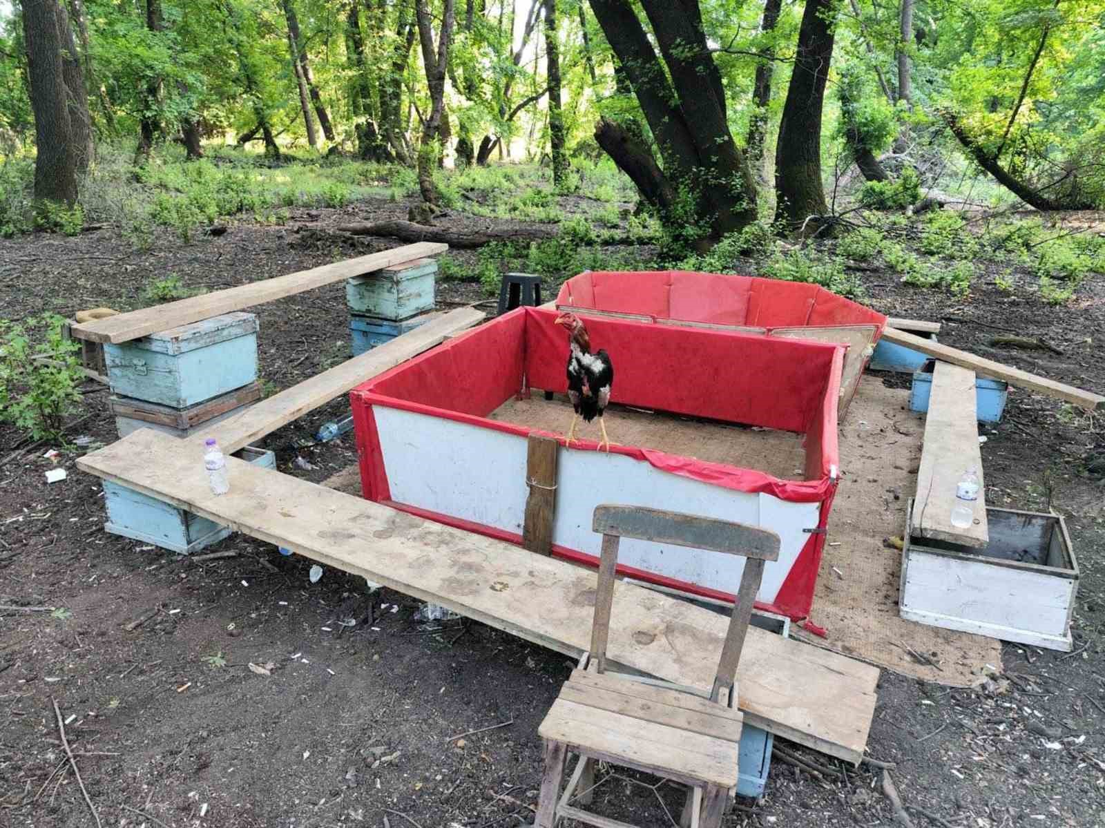 Muğla’da Şok Olay: Hayvanları Koruma Derneği Başkanı Bahisli Horoz Dövüşü Yaparken Yakalandı