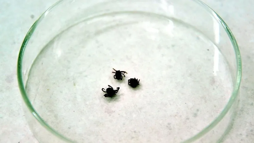 Kene Bir Can Daha Aldı: 5 Çocuk Annesi Hayatını Kaybetti