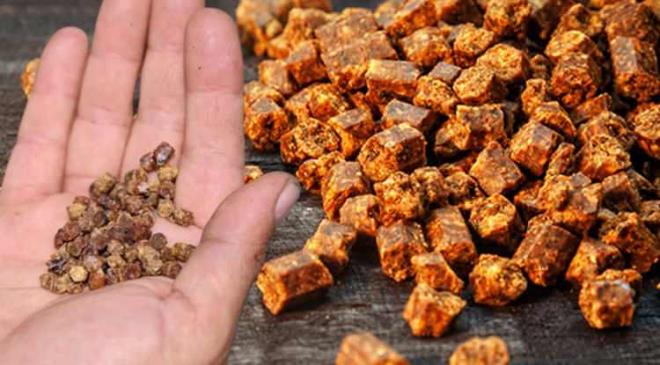 Eskiden Çöpe Atılıyordu, Şimdi Kilosu 3 Bin Liradan Satılıyor