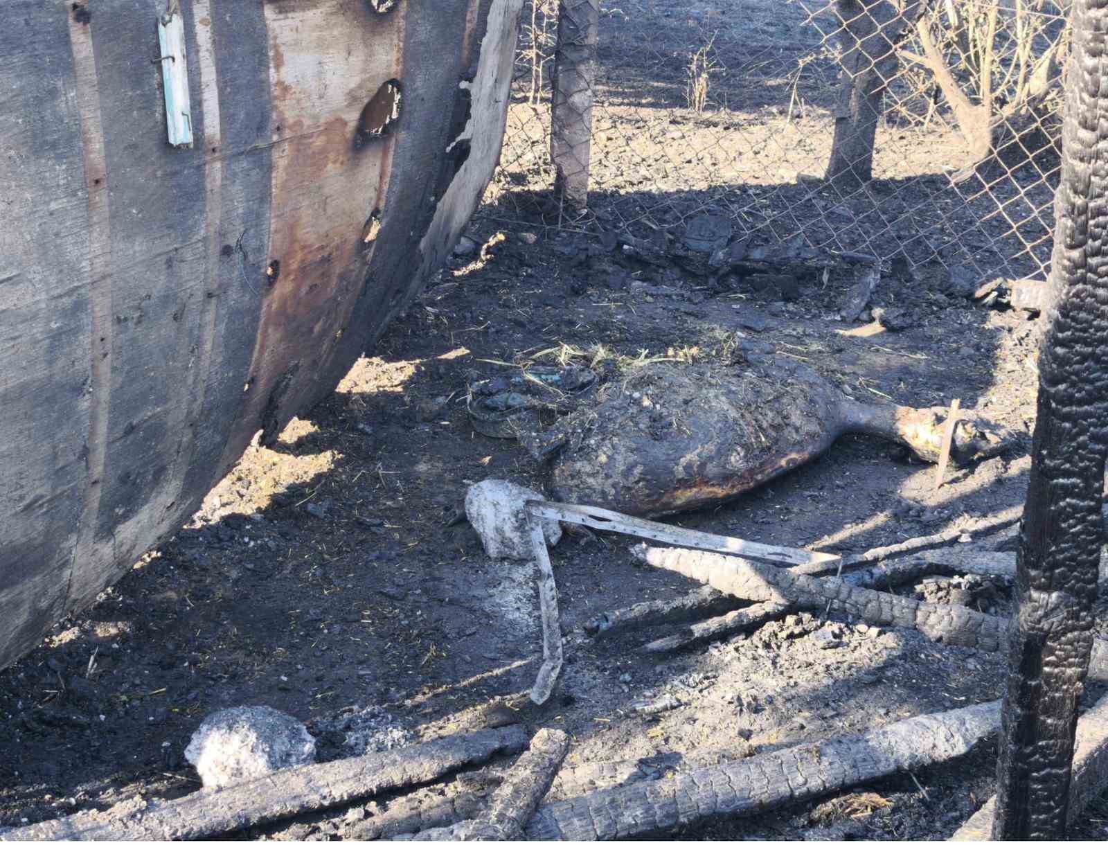 Buğday Tarlasında Başlayan Yangın Ağıla Sıçradı: 35 Küçükbaş Hayvan Telef Oldu