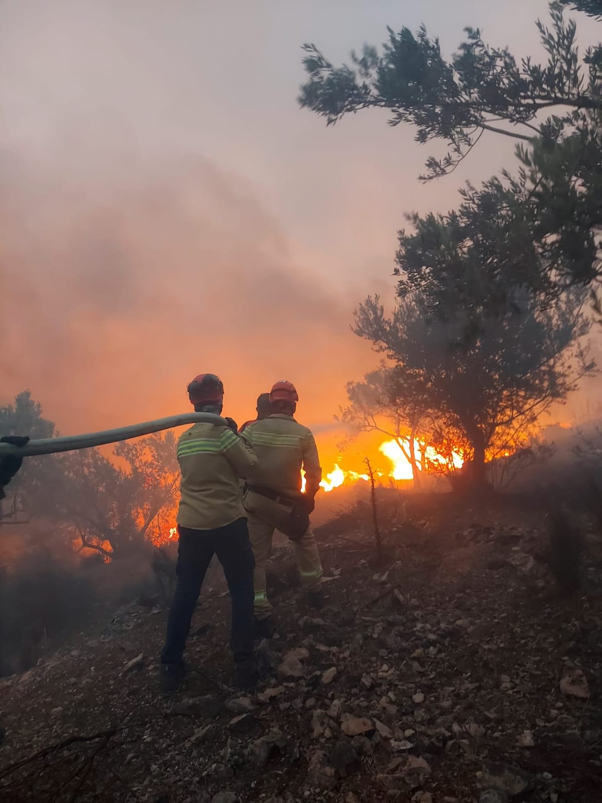 Alevlerin Arasında Kalan Koyunları Kurtardılar