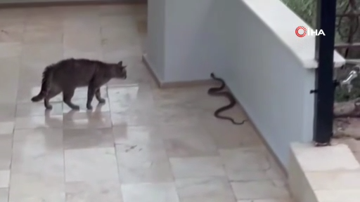 Kedi Yılana Kafa Tuttu: Milyonlar Bu Videoyu İzledi