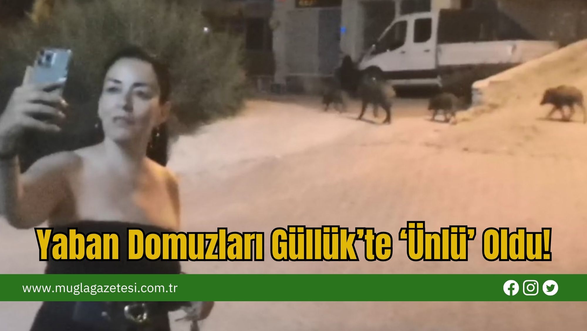 Yaban Domuzları Güllük’te ‘Ünlü’ Oldu!