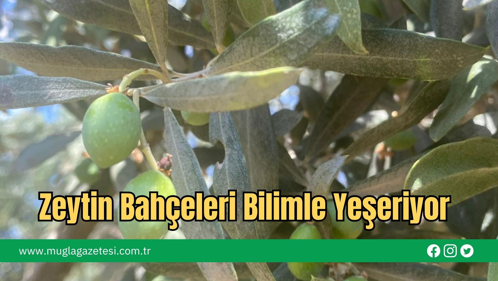 Zeytin Bahçeleri Bilimle Yeşeriyor
