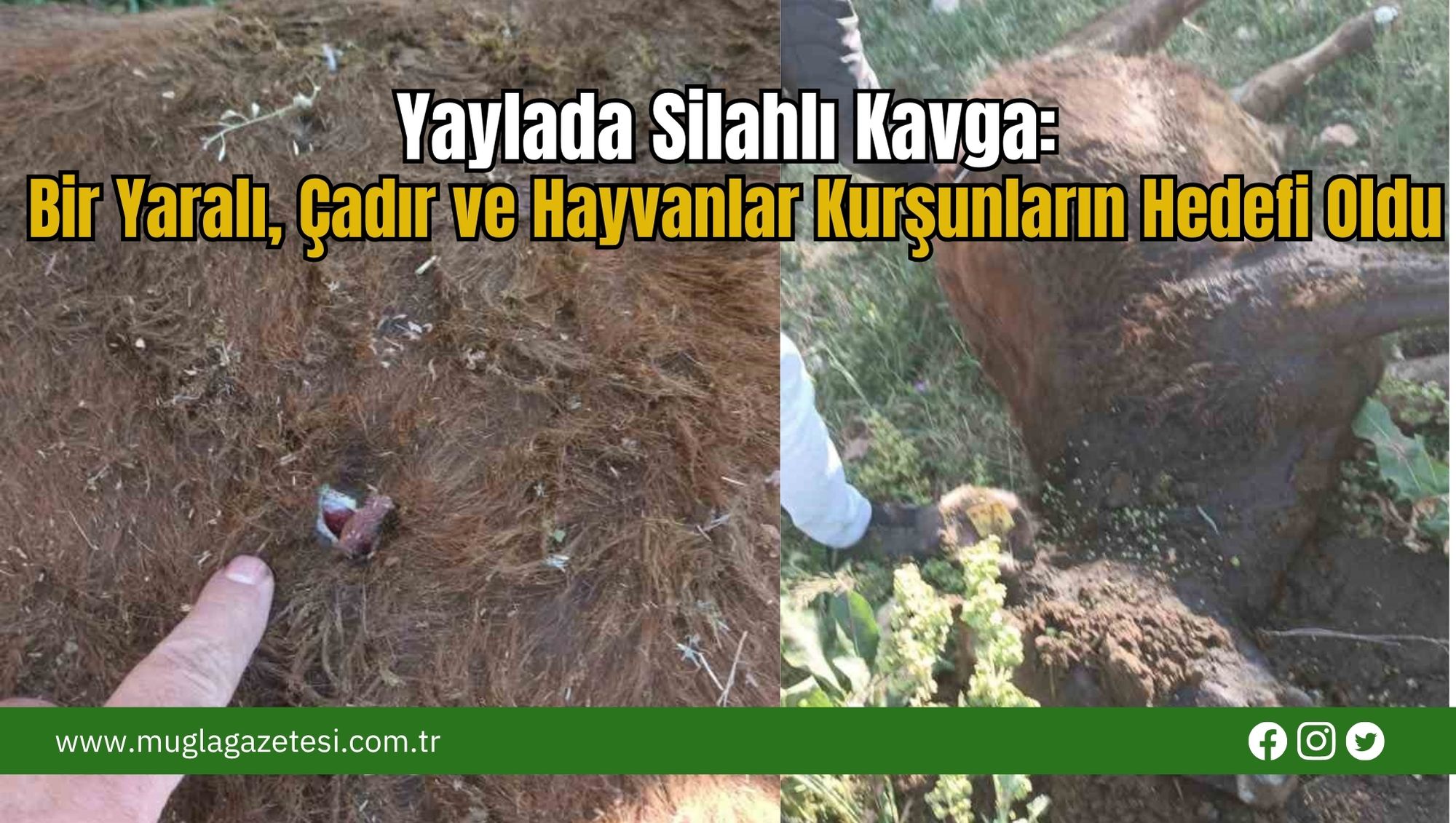 Yaylada Silahlı Kavga:  Bir Yaralı, Çadır ve Hayvanlar Kurşunların Hedefi Oldu