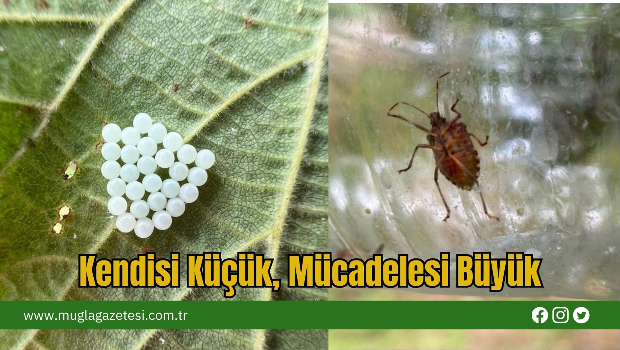 Kendisi Küçük, Mücadelesi Büyük