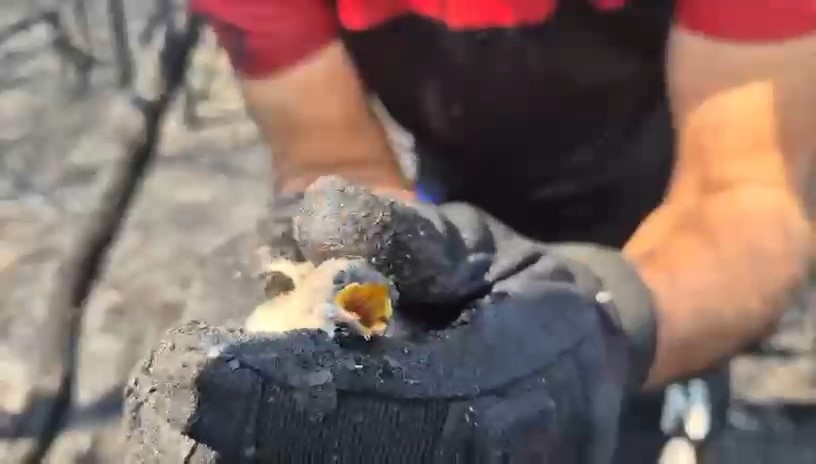 Orman Yangınında Hayatta Kalan Kuş Kurtarıldı