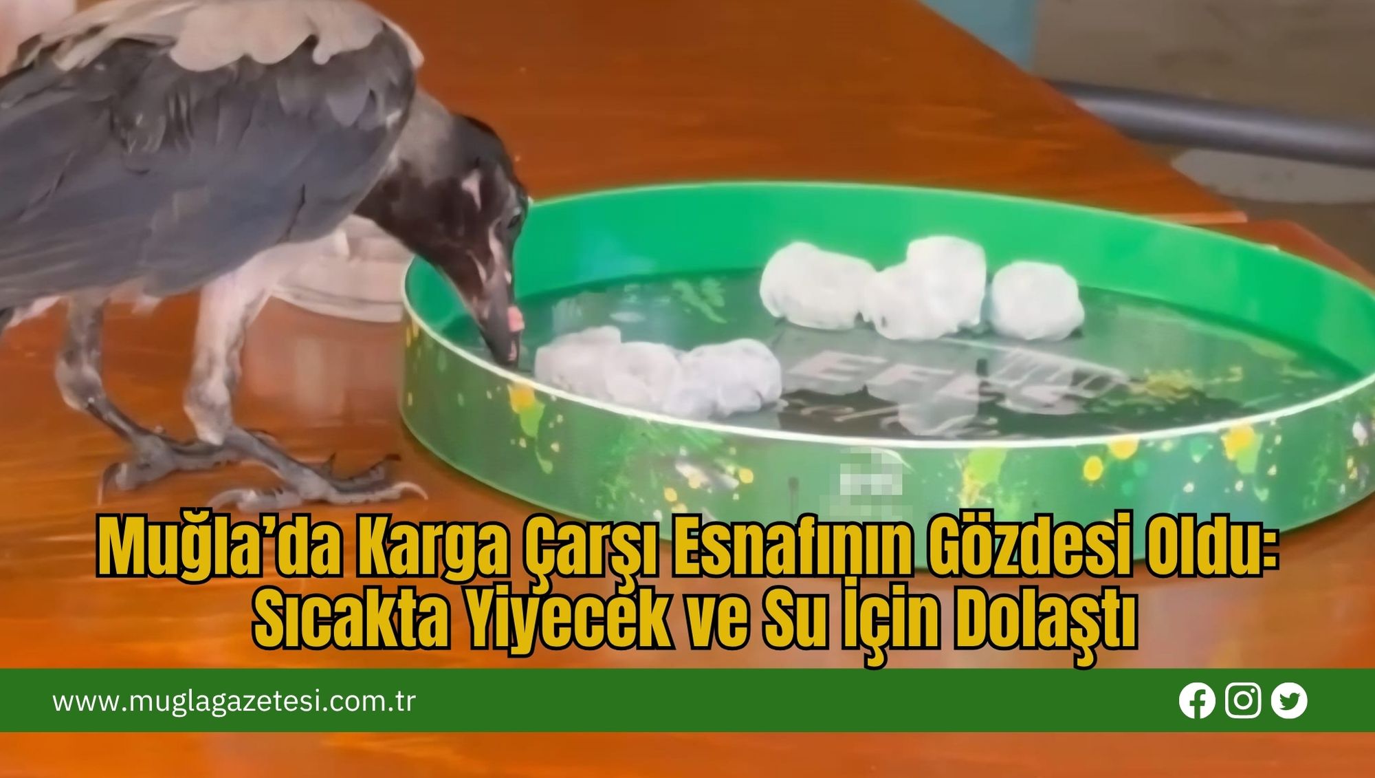 Muğla’da Karga Çarşı Esnafının Gözdesi Oldu:  Sıcakta Yiyecek ve Su İçin Dolaştı