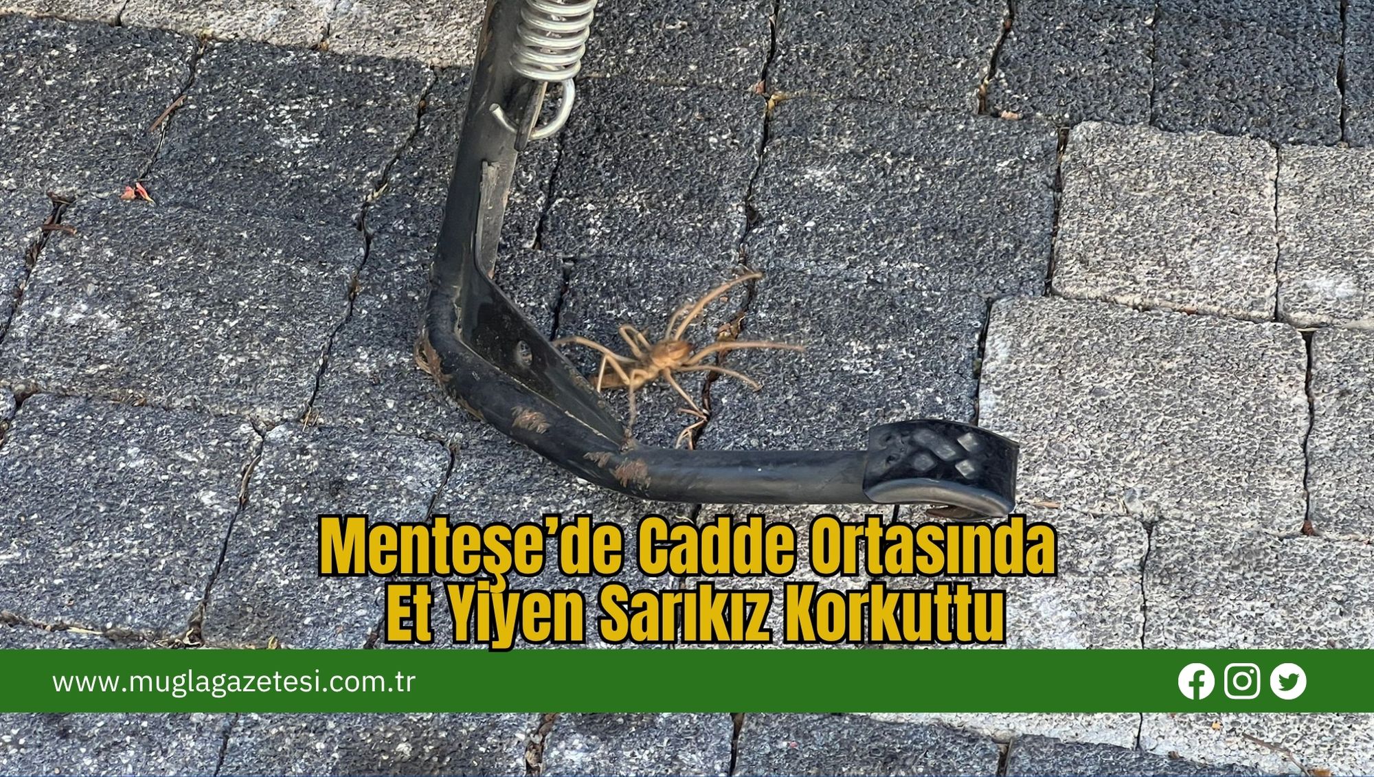 Menteşe’de Cadde Ortasında Et Yiyen Sarıkız Korkuttu