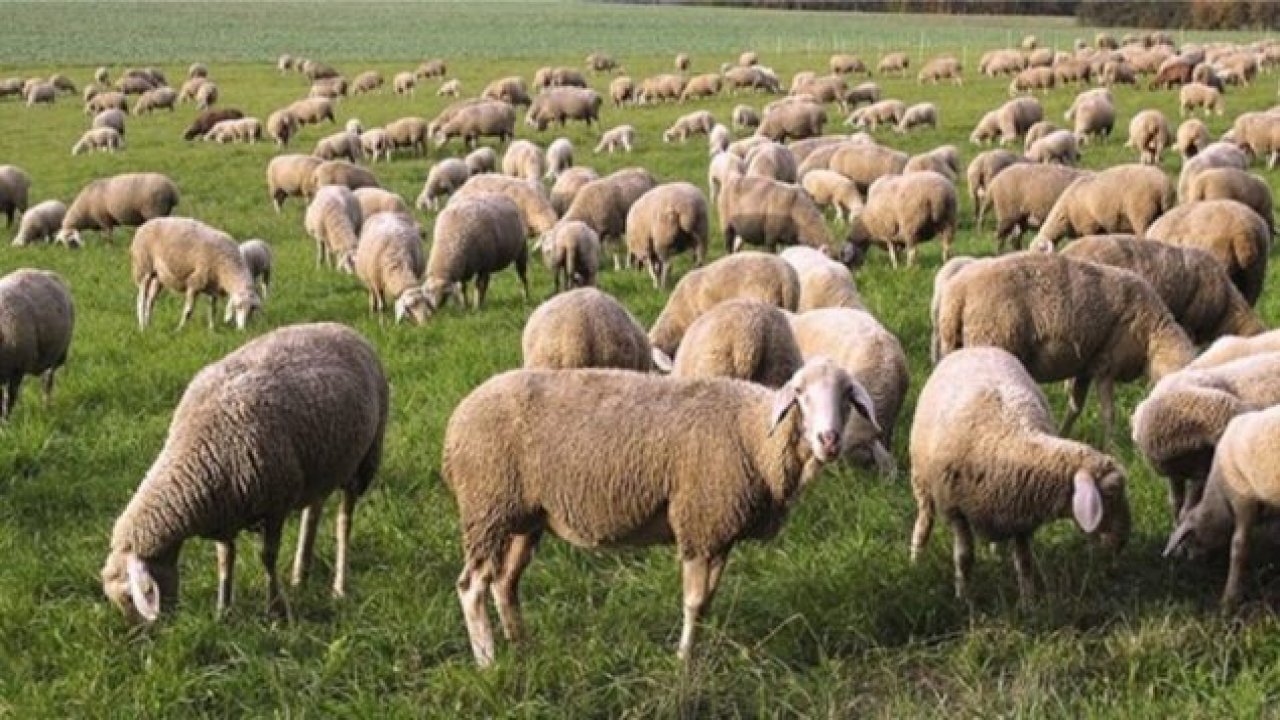 Çiftçilere faizsiz kredi verilecek